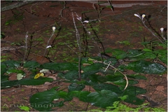 Gymnostachyum febrifugum